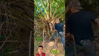 Harvesting oil palm trees sonasmr [upl. by Pittman]