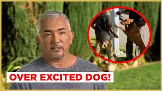 Tips for walking an overly excited dog  Cesar 911 [upl. by Gayl]