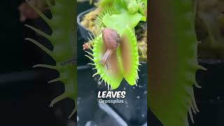 Venus flytrap shorts science [upl. by Stinson]