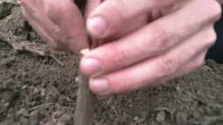 Kalemljenje voca  Fruit trees cleft graft HD [upl. by Eidualc749]