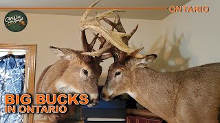 INSANE Deer Action in Northwestern Ontario  Canada in the Rough [upl. by Acnairb]