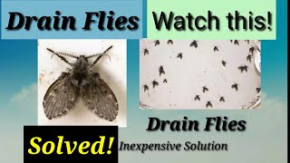 Solving drain flies problem [upl. by Christine]