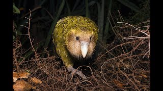 Kakapo [upl. by Soelch]