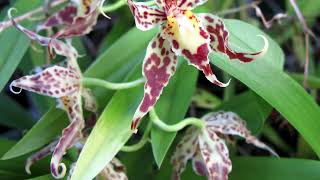 ODONTOGLOSSUM  ОДОНТОГЛОССУМ [upl. by Powers]