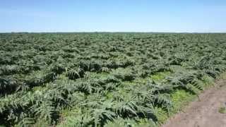 artichoke field [upl. by Naveb]