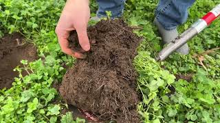 Crimson Clover  Balansa Clover Cover Crop [upl. by Noah162]