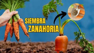 Siembra de Zanahoria Cuidados y riego🥕🥕 [upl. by Eldridge]