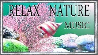 AQUARIUM ZENITUDE Relaxation AntiStress Nature Music Jean Luc LACHENAUD [upl. by Feeney]