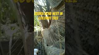 Zebra dove nest in coconut tree shorts short shortvideo [upl. by Atiran]