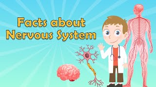 Nervous System for Kids  Nervous System Facts  What is the Nervous System  Brain Facts for Kids [upl. by Egiedan]