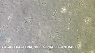 Bacteria in yogurt under the microscope 1000x [upl. by Arjan377]