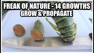 14 Growths  Propagation amp Grow Method [upl. by Amber]