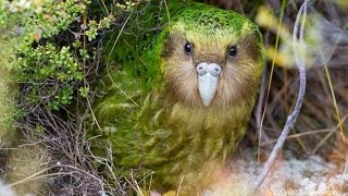 KAKAPO night parrot [upl. by Bullen646]