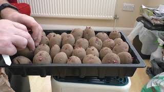 Chitting Potatoes 2024 [upl. by Arik]