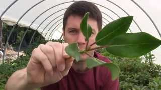 How to Propagate Rhododendrons with a Nearing Frame Taking Cuttings in the Hoop House [upl. by Akyssej248]