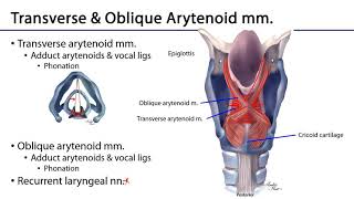 Respiratory  Intrinsic Laryngeal Muscles [upl. by Tigirb812]