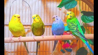 2 males and 2 females budgies making a master music in the Spring 7 Hr Parakeet Chirping [upl. by Deloria]