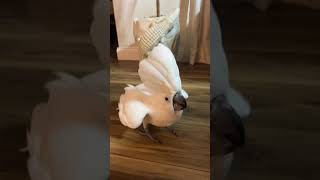 34YearOld Cockatoo Jumps Around and Dances [upl. by Dj708]