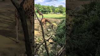 Giraffen besucht Giraffes visited [upl. by Htebirol]