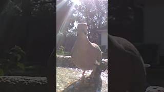 Whitewinged Dove Birdbath Visit  111524 shorts [upl. by Attehcram338]