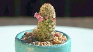 Blooming Mammillaria elongata “Golden Star” or “Ladyfinger” [upl. by Ruder363]