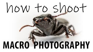 Intro to Macro Photography  Demo with Dedicated Lens and Extension Tubes [upl. by Akeryt]