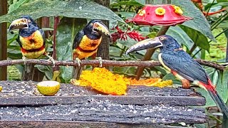 An Aggressive Aracari Dominates the Papaya at Canopy Lodge  Nov 9 2022  Cornell Lab [upl. by Lou]