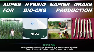 Super Hybrid Napier Grass For BioCNG ProductionDr P C Patel [upl. by Muldon657]