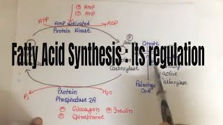 Fatty acid synthesis Its Regulation [upl. by Carvey683]