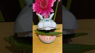 Okra for Bunny satisfying trendingviralshort asmr [upl. by Winzler801]