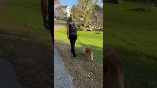 Well…Summer in Lanark’s Fall lanark perthontario ottawavalley novascotiaducktollingretriever [upl. by Tomkins]