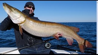 Muskie fly fishing 57X265 World Record [upl. by Hcib592]