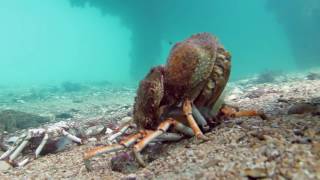 Spider Crab Molting Before Being Eaten by Stingray muted [upl. by Naej]