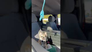 Well shit… dog shortsviral frenchie puppy funnyvideo [upl. by Ecirtnuahs]