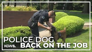 Vancouver Police Department K9 shot in tail during fatal shooting returns to work [upl. by Hacceber652]