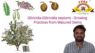 Gliricidia Gliricidia sepium  Growing practices from Matured Stems described by Agri Muthamizhan [upl. by Wald864]