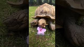 Tortoise follows her pig friend [upl. by Beverlee]