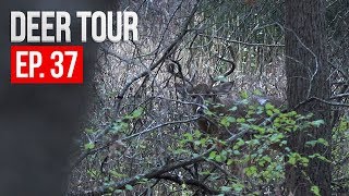 CALLING BUCKS on PUBLIC LAND  DEER TOUR E37 [upl. by Haslett]