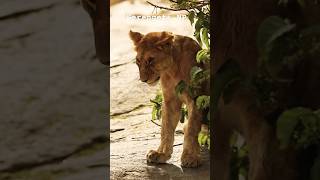 Lioness in serengeti nationalpark tanzania africa fredrickstravel wildlife travel solo [upl. by Yadrahc225]