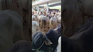 Livestock auction market viralvideo farmanimals animalfarming cowfarm cattlefarming animals [upl. by Ayadahs]