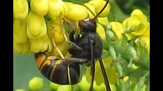 Frelons asiatiques sur Mahonia du Japon 11 novembre 2024 [upl. by Avonasac447]