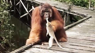 Never Steal a Banana from a Orangutans Mouth [upl. by Salamone]