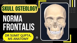 NORMA FRONTALIS  SKULL [upl. by Yma]