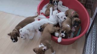 NATURAL BOBTAIL amp LONG TAIL BOXER PUPS  Eleven BOXER PUPS morning routine… [upl. by Rehpitsirhc]