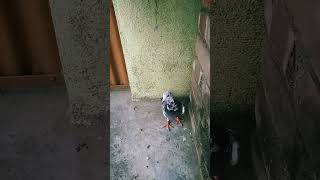 Resar kabutar bangla pigeon birds video viralyoutubeshorts [upl. by Yllehs173]