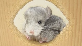 Cute Baby Chinchillas [upl. by Oiled]