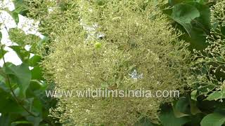 Teak or Tectona grandis  Tropical hardwood trees in full delicate white bloom during Delhi monsoon [upl. by Aihcila501]