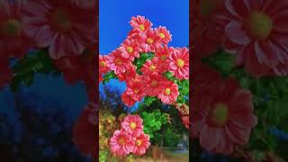 Beautiful chrysanthemum flowersshortshortvideo chrysanthemumflowershorts [upl. by Aoniak]