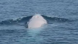 Rare ‘Albino’ Whale Spotted Off Coast of Thailand [upl. by Lindi]