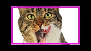 Gingivitis in cats causes and treatment [upl. by Tenej]